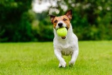 Sip & Bark Registration
